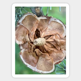 Faded picea cone Magnet